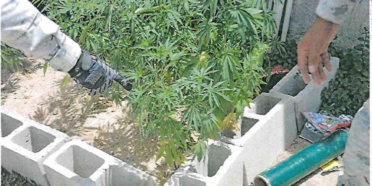 EN CATEO FGR ASEGURA CARTUCHOS Y MARIHUANA EN SAN JOSÉ DEL CABO, BAJA CALIFORNIA SUR