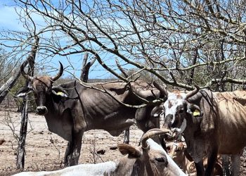 PROMUEVEN LENGUAJE INCLUYENTE Y NO DISCRIMINATORIO EN LOS CABOS