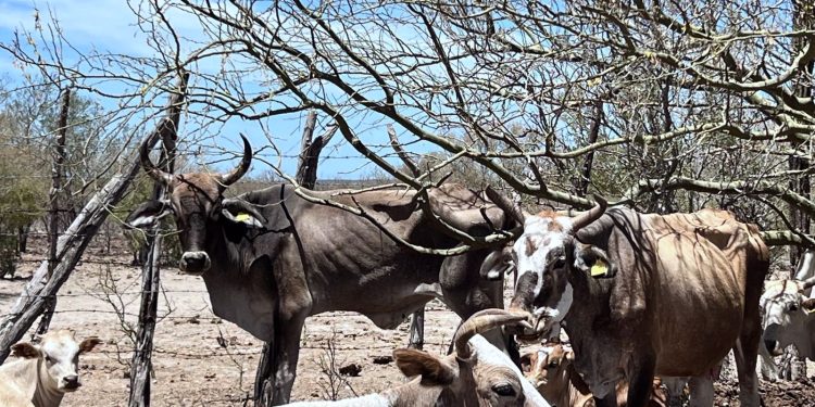 PROMUEVEN LENGUAJE INCLUYENTE Y NO DISCRIMINATORIO EN LOS CABOS