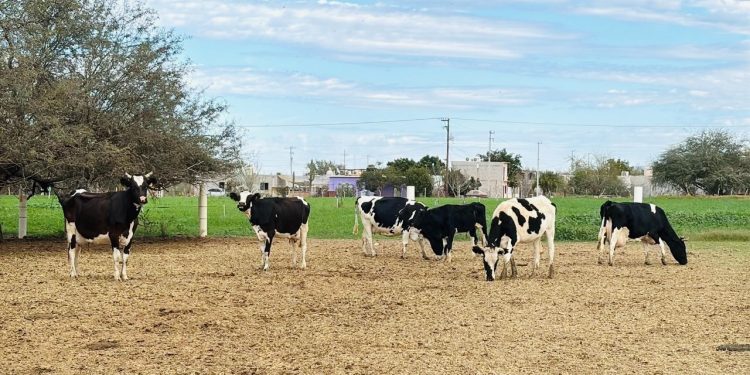 FORTALECEN LA PRESENCIA DE LA GUARDIA NACIONAL EN BAJA CALIFORNIA SUR