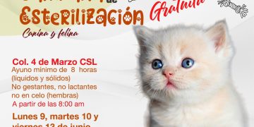 ANUNCIAN NUEVA CAMPAÑA DE ESTERILIZACIÓN CANINA Y FELINA EN CABO SAN LUCAS