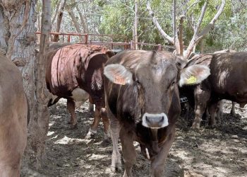 SE REALIZA LA CORONACIÓN DE BRIS YADIRI I COMO REYNA DE LAS FIESTAS TRADICIONALES DE MIGRIÑO 2025