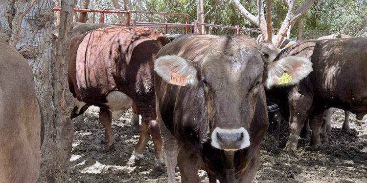 SE REALIZA LA CORONACIÓN DE BRIS YADIRI I COMO REYNA DE LAS FIESTAS TRADICIONALES DE MIGRIÑO 2025
