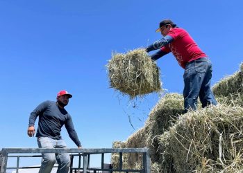MÓDULOS DE REGULARIZACIÓN DEL REPUVE SUSPENDEN TEMPORALMENTE SU SERVICIO