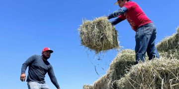 MÓDULOS DE REGULARIZACIÓN DEL REPUVE SUSPENDEN TEMPORALMENTE SU SERVICIO