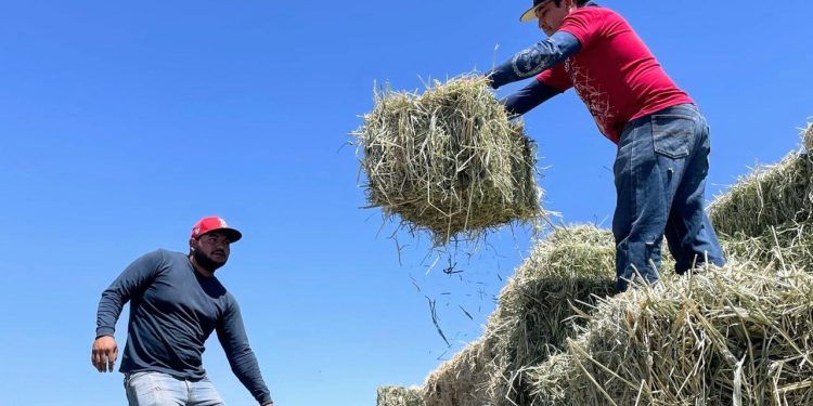 MÓDULOS DE REGULARIZACIÓN DEL REPUVE SUSPENDEN TEMPORALMENTE SU SERVICIO