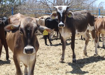 GOBIERNO DE BCS FORTALECE ACCIONES DE PREVENCIÓN CONTRA EL GUSANO BARRENADOR