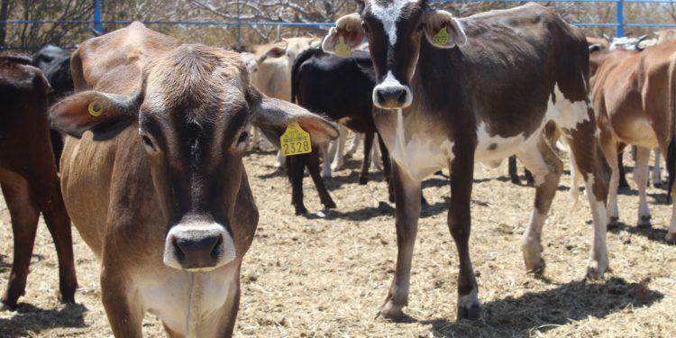 GOBIERNO DE BCS FORTALECE ACCIONES DE PREVENCIÓN CONTRA EL GUSANO BARRENADOR