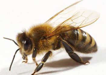 ABEJAS COMO PILARES DE LA BIODIVERSIDAD Y LA SEGURIDAD ALIMENTARIA