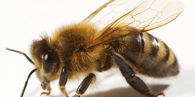 ABEJAS COMO PILARES DE LA BIODIVERSIDAD Y LA SEGURIDAD ALIMENTARIA