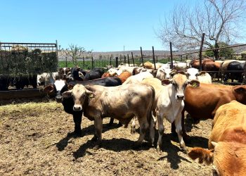 AUTORIDADES DE BCS INSTALAN MESA DE TRABAJO PARA COMBATIR Y PREVENIR ACTOS DE DISTRIBUCIÓN