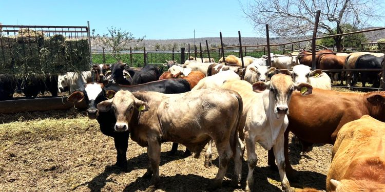 AUTORIDADES DE BCS INSTALAN MESA DE TRABAJO PARA COMBATIR Y PREVENIR ACTOS DE DISTRIBUCIÓN