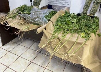 EN CATEO, ASEGURA FGR INMUEBLE Y PLANTAS DE MARIHUANA EN CIUDAD CONSTITUCIÓN, BAJA CALIFORNIA SUR