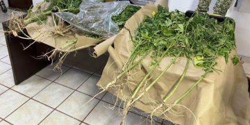 EN CATEO, ASEGURA FGR INMUEBLE Y PLANTAS DE MARIHUANA EN CIUDAD CONSTITUCIÓN, BAJA CALIFORNIA SUR
