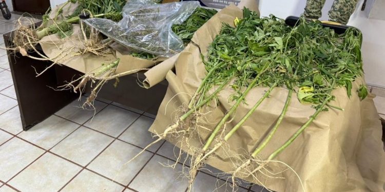 EN CATEO, ASEGURA FGR INMUEBLE Y PLANTAS DE MARIHUANA EN CIUDAD CONSTITUCIÓN, BAJA CALIFORNIA SUR