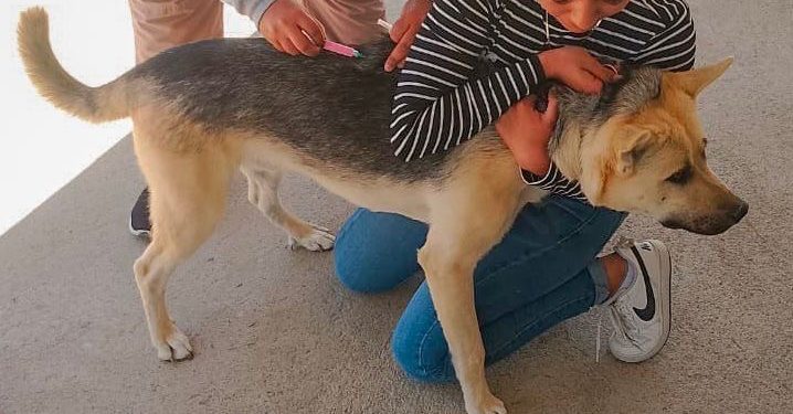 MULEGÉ REFUERZA SALUD PÚBLICA CON CAMPAÑA ANTIRRÁBICA EN PACÍFICO NORTE: APLICAN 678 VACUNAS