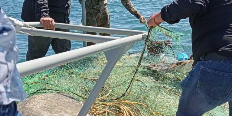 INICIA COEPRIS LA SEMANA NACIONAL DE PROTECCIÓN CONTRA RIESGOS SANITARIOS