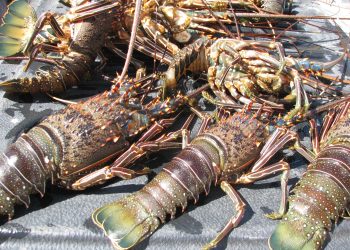 EN SEPTIEMBRE INICIAN PERIODOS DE VEDA Y APROVECHAMIENTO DE PESCA