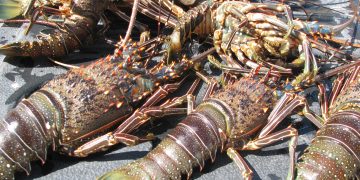 EN SEPTIEMBRE INICIAN PERIODOS DE VEDA Y APROVECHAMIENTO DE PESCA