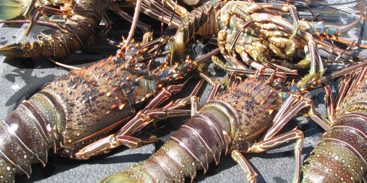 EN SEPTIEMBRE INICIAN PERIODOS DE VEDA Y APROVECHAMIENTO DE PESCA