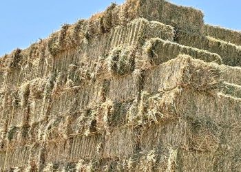 GOBIERNO DE BCS IMPULSA LA ECONOMÍA LOCAL CON ENTREGA DE APOYOS A EMPRENDEDORAS Y EMPRENDEDORES PACEÑOS