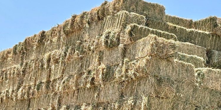 GOBIERNO DE BCS IMPULSA LA ECONOMÍA LOCAL CON ENTREGA DE APOYOS A EMPRENDEDORAS Y EMPRENDEDORES PACEÑOS