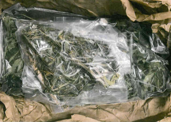 FGR OBTIENE SENTENCIA CONDENATORIA CONTRA UNA PERSONA POR UN DELITO CONTRA LA SALUD EN LOS CABOS, BCS