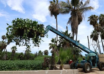 EN JORNADA DE LIMPIEZA RETIRAN DEL ESTERO LIRIO ACUÁTICO Y LECHUGUILLA