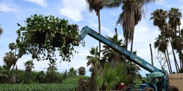 EN JORNADA DE LIMPIEZA RETIRAN DEL ESTERO LIRIO ACUÁTICO Y LECHUGUILLA