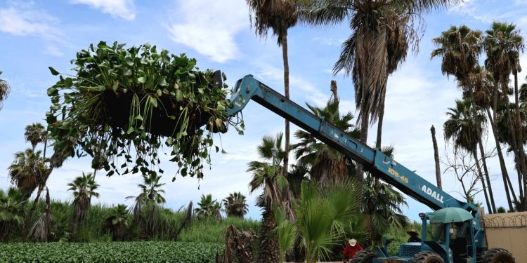 EN JORNADA DE LIMPIEZA RETIRAN DEL ESTERO LIRIO ACUÁTICO Y LECHUGUILLA