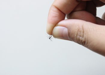 RECOMIENDA IMSS BAJA CALIFORNIA PROTEGERSE CONTRA PICADURA DE MOSCOS Y PREVENIR ENFERMEDADES COMO DENGUE