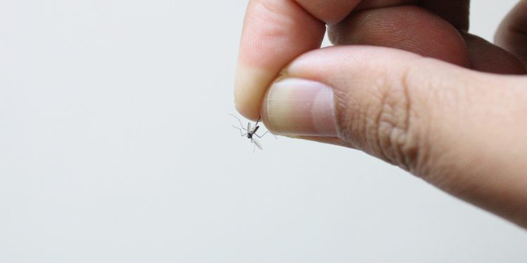 RECOMIENDA IMSS BAJA CALIFORNIA PROTEGERSE CONTRA PICADURA DE MOSCOS Y PREVENIR ENFERMEDADES COMO DENGUE