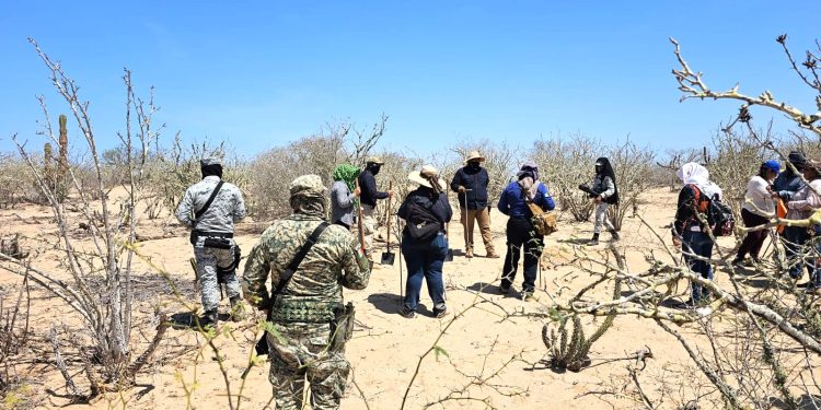 LLEVAN A CABO JORNADAS DE BÚSQUEDA GENERALIZADA EN LA PAZ Y COMONDÚ