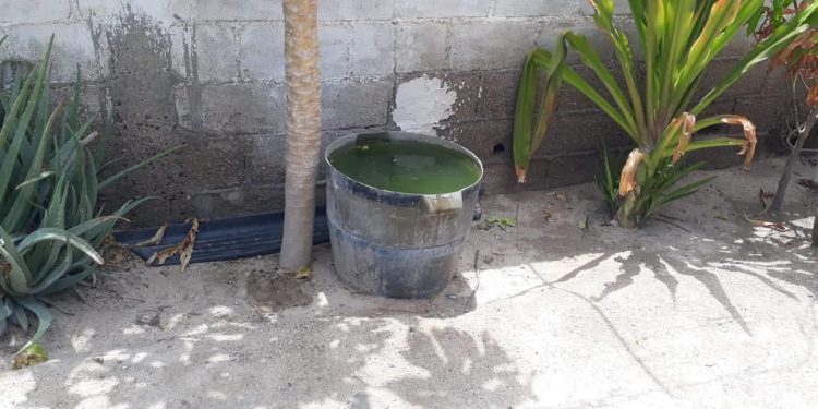 RECOMIENDA IMSS BAJA CALIFORNIA SUR MEDIDAS CLAVE PARA PREVENIR EL DENGUE