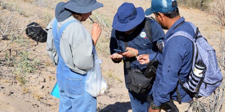 ACADÉMICOS DE LA UABCS TRABAJAN EN PROYECTO DE CONSERVACIÓN DE FLORA Y PATRIMONIO BIOCULTURAL EN COMUNIDADES RURALES