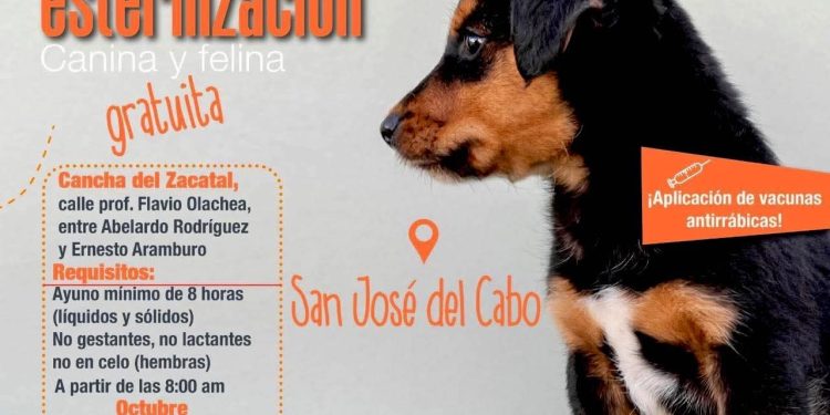 REALIZARÁN CAMPAÑA GRATUITA DE ESTERILIZACIÓN Y VACUNACIÓN ANTIRRABICA EN EL ZACATAL EN SAN JOSÉ DEL CABO