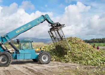 TRAS EL PASO DE “LORENA” EXTRAEN 18 TONELADAS LIRIO ACUÁTICO Y LECHUGUILLA EN EL ESTERO DE SJC