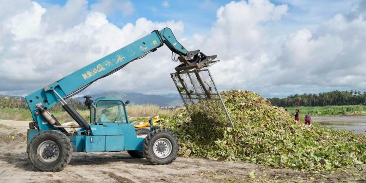 TRAS EL PASO DE “LORENA” EXTRAEN 18 TONELADAS LIRIO ACUÁTICO Y LECHUGUILLA EN EL ESTERO DE SJC