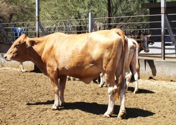 FORTALECEN ACCIONES DEL PLAN ESTRATÉGICO  EN MATERIA DE TUBERCULOSIS BOVINA EN BCS
