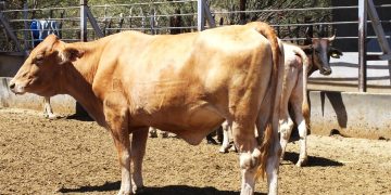 FORTALECEN ACCIONES DEL PLAN ESTRATÉGICO  EN MATERIA DE TUBERCULOSIS BOVINA EN BCS