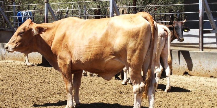 FORTALECEN ACCIONES DEL PLAN ESTRATÉGICO EN MATERIA DE TUBERCULOSIS BOVINA EN BCS