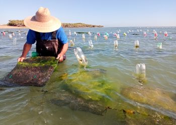 COEPRIS RESTABLECE LA VENTA DE ALIMENTOS EN LA VÍA PÚBLICA DE CABO SAN LUCAS