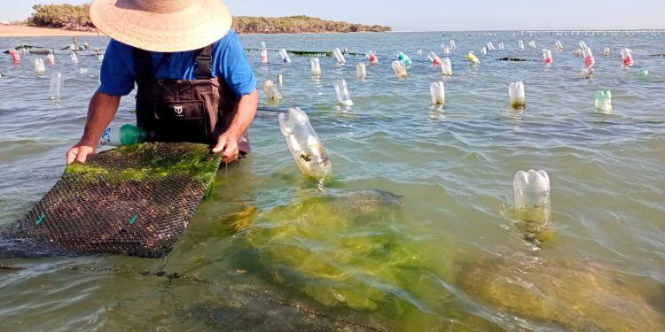 COEPRIS RESTABLECE LA VENTA DE ALIMENTOS EN LA VÍA PÚBLICA DE CABO SAN LUCAS