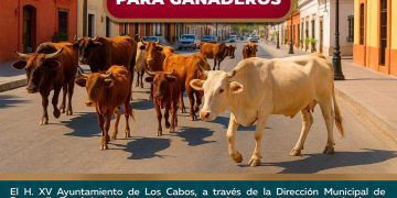 INVITAN A SUMARSE A LA CAMPAÑA DE DONACIÓN DE JUGUETES 2025 EN CABO SAN LUCAS