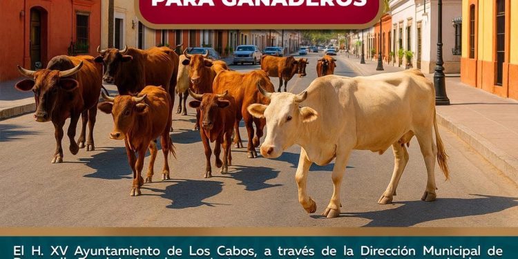 INVITAN A SUMARSE A LA CAMPAÑA DE DONACIÓN DE JUGUETES 2025 EN CABO SAN LUCAS