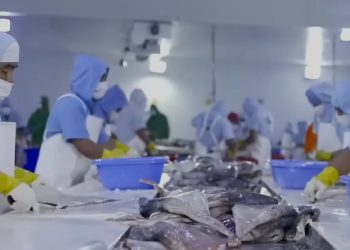 LIDERA BCS CAPTURA DE CALAMAR GIGANTE Y GENERA DERRAMA ECONÓMICA