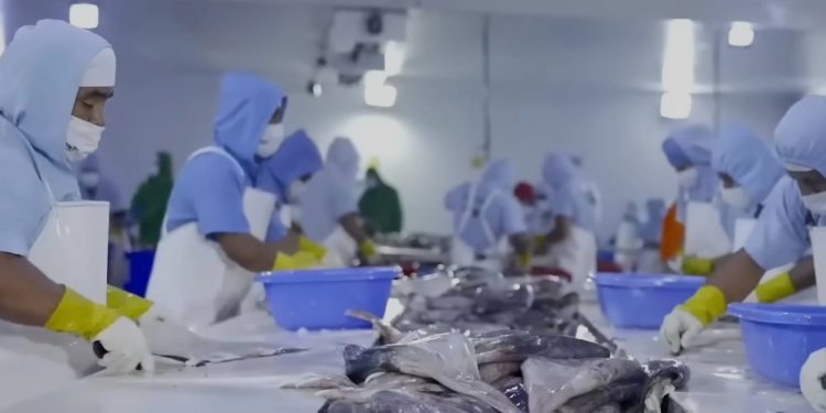 LIDERA BCS CAPTURA DE CALAMAR GIGANTE Y GENERA DERRAMA ECONÓMICA