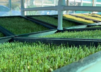 GOBIERNO DEL ESTADO IMPLEMENTA MÓDULOS  DE FORRAJE HIDROPÓNICO EN BCS