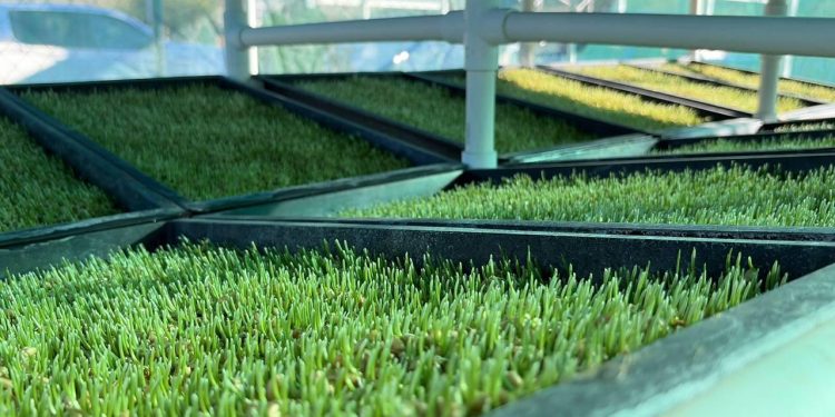 GOBIERNO DEL ESTADO IMPLEMENTA MÓDULOS DE FORRAJE HIDROPÓNICO EN BCS