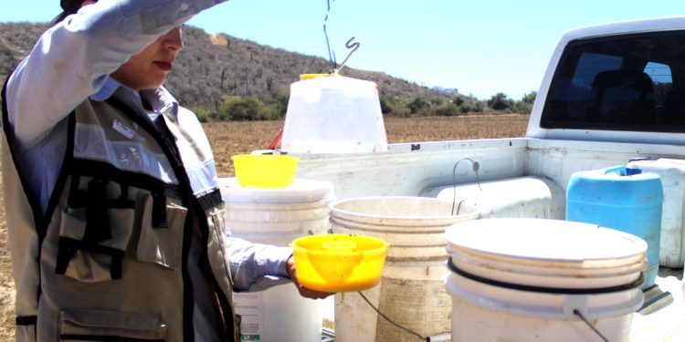 REFUERZA GOBIERNO ESTATAL ACCIONES PARA MANTENER ZONA LIBRE DE MOSCA DE LA FRUTA